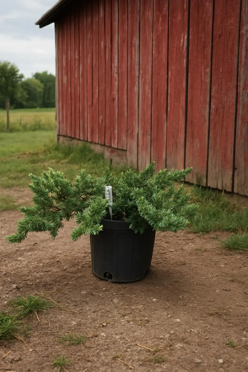 Blue Pacific Juniper groundcover in a 1-gallon pot with dense blue-green evergreen foliage.
