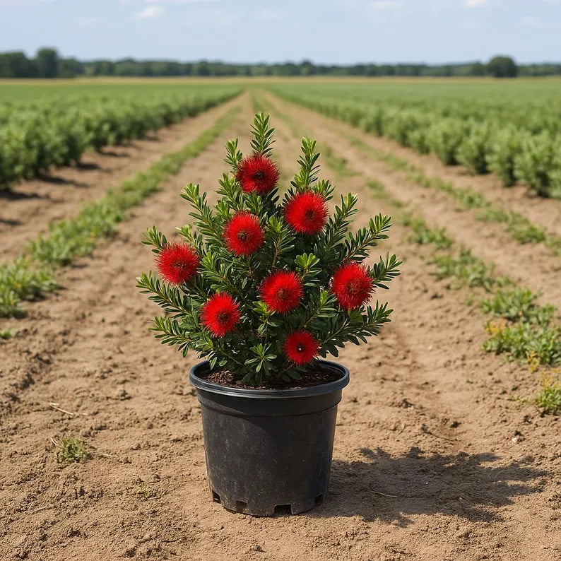 Dwarf Bottlebrush Plant Callistemon ‘Little John’ with bright red brush-like flowers and compact blue-green foliage.