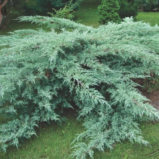 Grey Owl Juniper used as groundcover in a landscape bed with silvery foliage.
