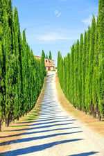 Row of Italian Cypress trees creating a formal Mediterranean-style landscape.