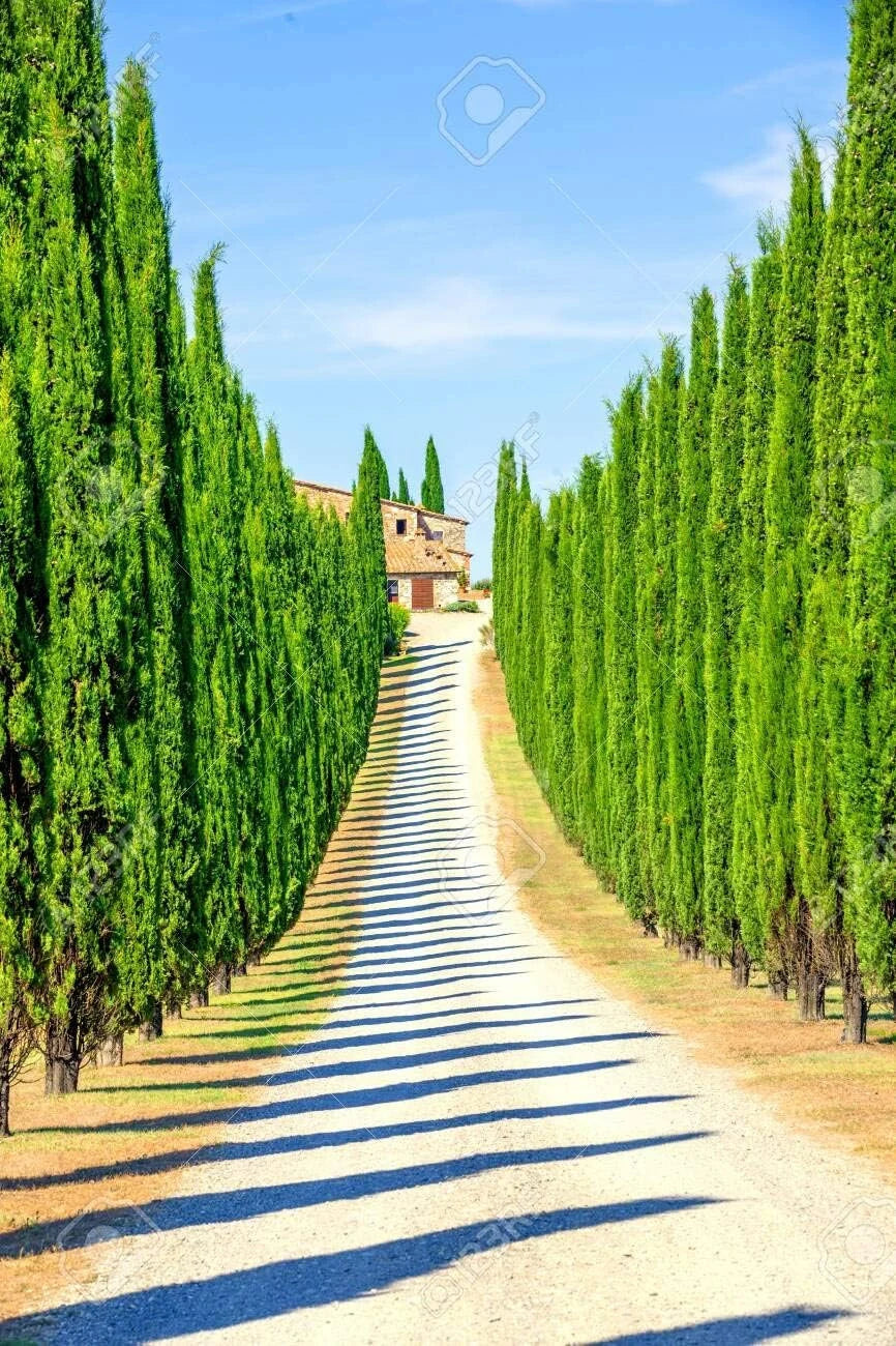 Row of Italian Cypress trees creating a formal Mediterranean-style landscape.