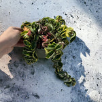 Close-up of Variegated Hoya Rope showing curled leaves with creamy-white variegation.