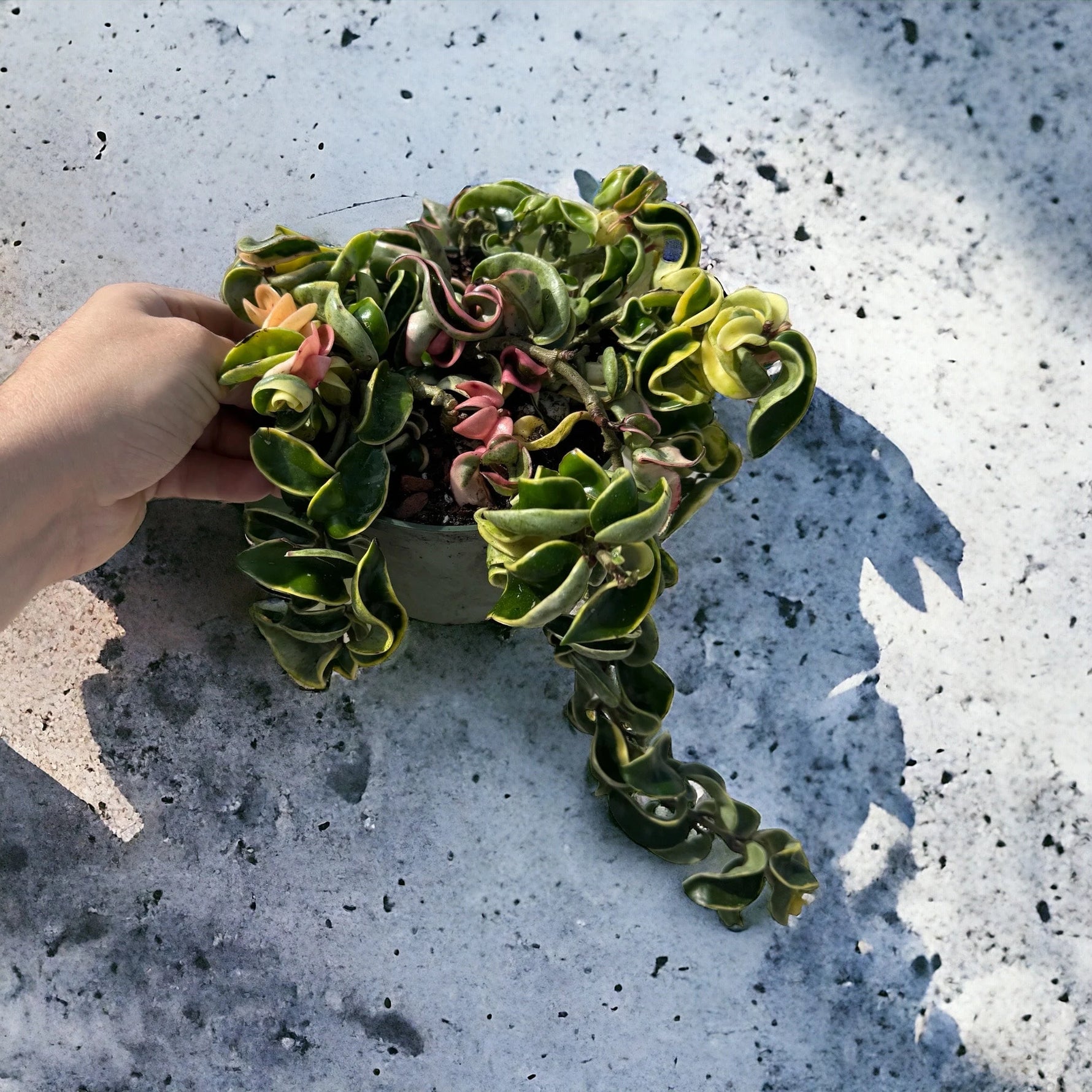 Close-up of Variegated Hoya Rope showing curled leaves with creamy-white variegation.