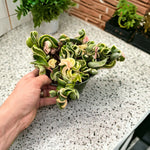 Hoya carnosa Compacta Variegata trailing in a 6-inch hanging basket indoors.