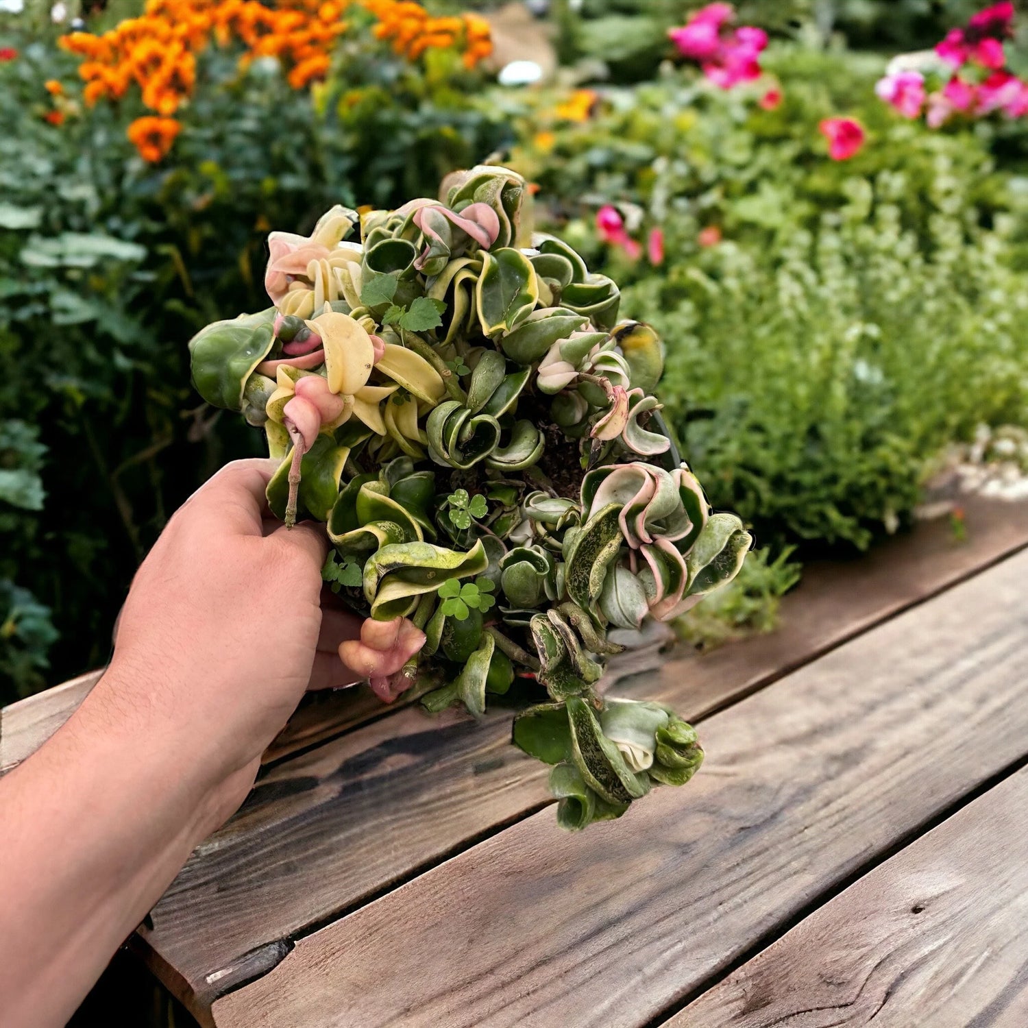 Full Variegated Hoya Rope in an 8-inch hanging basket with cascading twisted foliage.