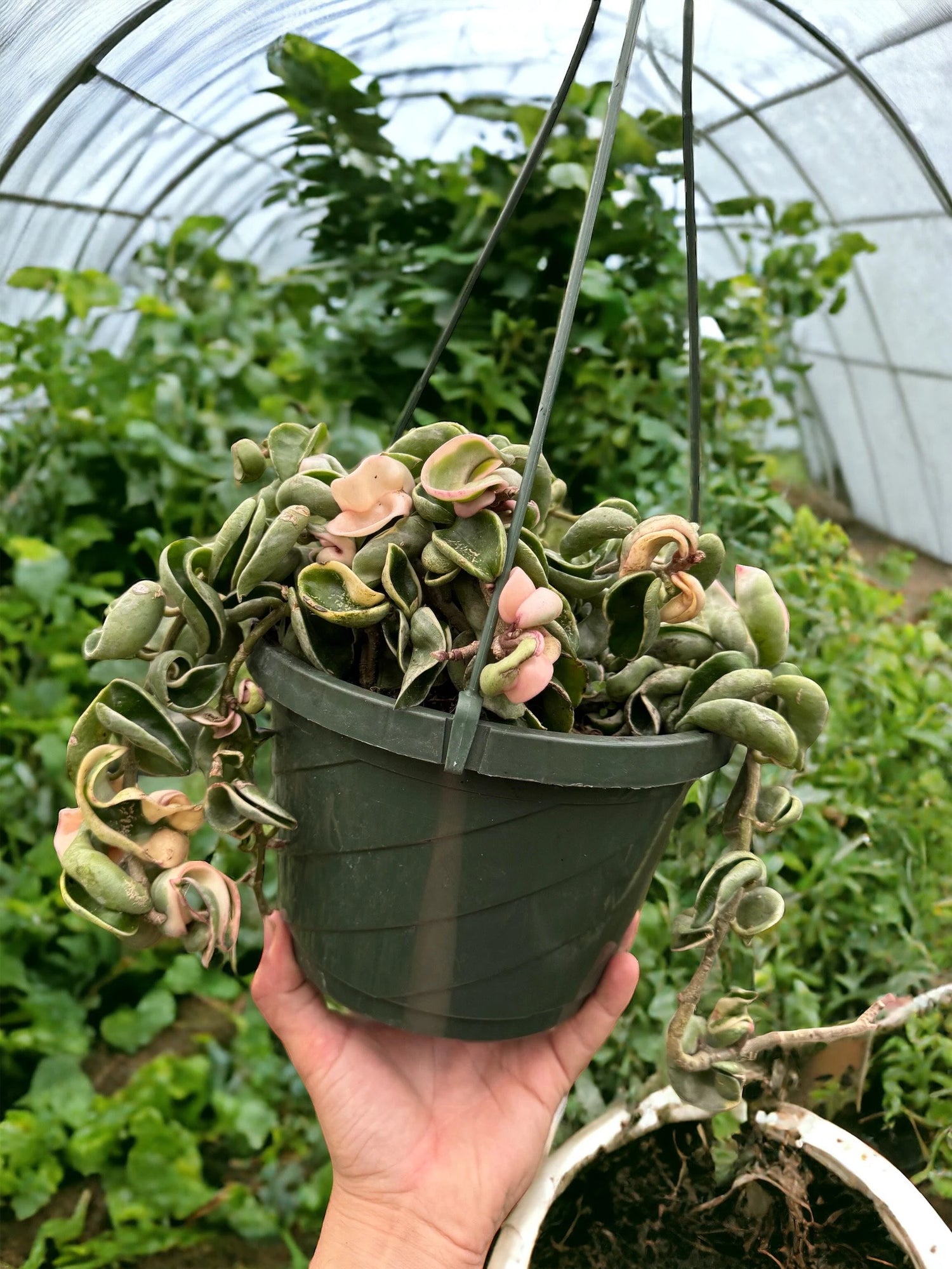 Rare Variegated Hoya Rope plant with thick curled leaves, low-maintenance indoor hanging vine.
