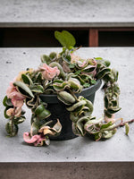 Rare Variegated Hoya Rope plant with thick curled leaves, low-maintenance indoor hanging vine.