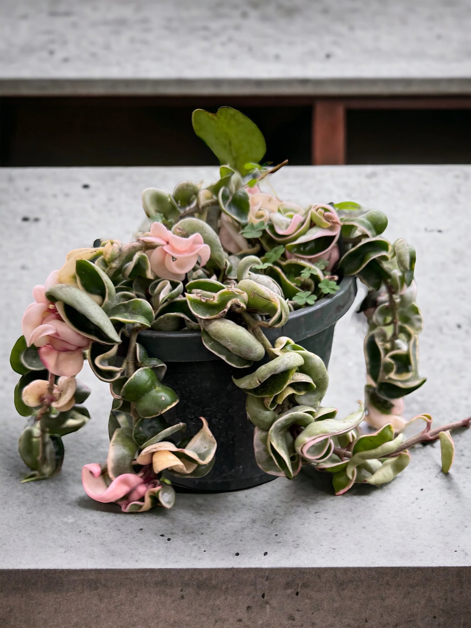 Rare Variegated Hoya Rope plant with thick curled leaves, low-maintenance indoor hanging vine.