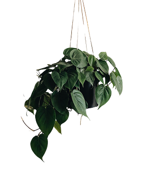 Lush Jade Pothos houseplant with deep green heart-shaped leaves in a hanging basket, easy indoor plant for low light spaces.