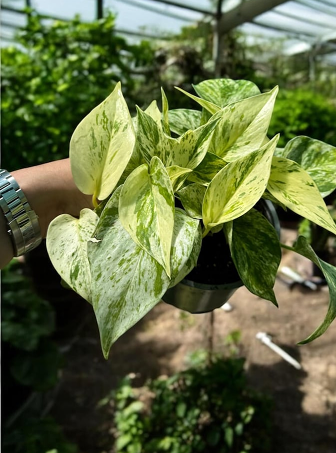 Snow Queen Pothos with white and green variegated heart-shaped leaves, cascading indoor plant for home or office decor.