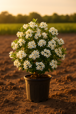 Indian Hawthorn Shrub Raphiolepis indica 'Alba' 1 Gallon Evergreen Shrub front view from L&J Nursery.