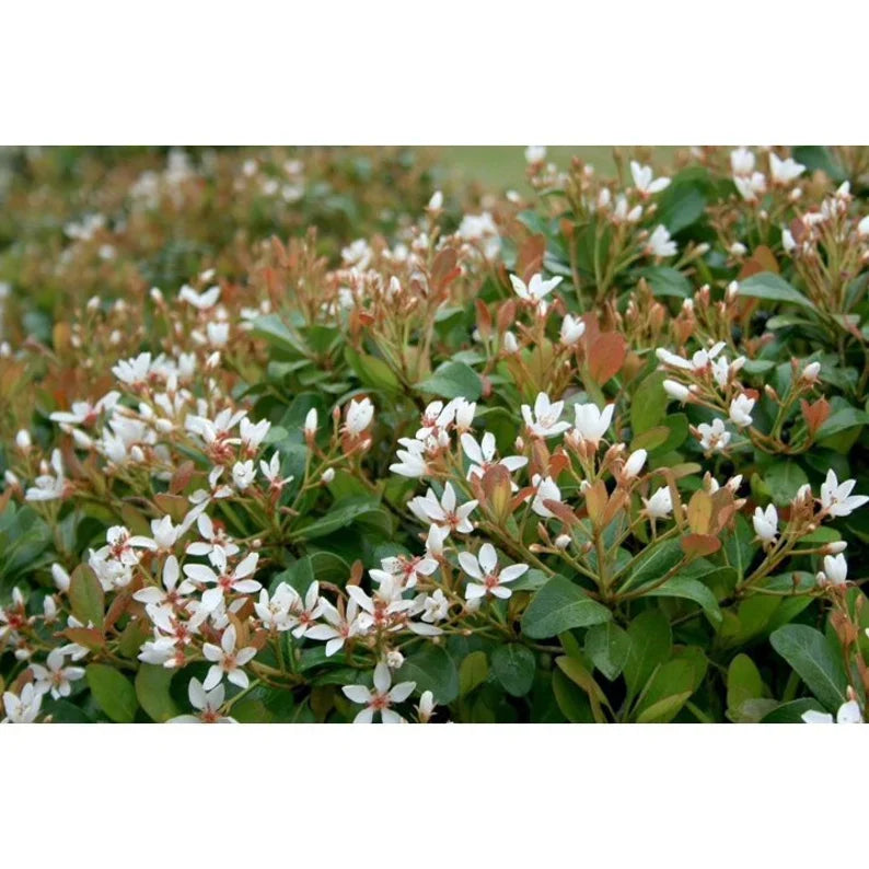 Raphiolepis indica ‘Alba’ Indian Hawthorn shrub in bloom, ideal for borders and foundations.
