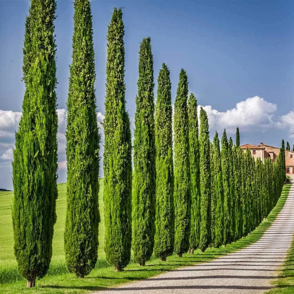 Close-up of Italian Cypress foliage with dense, dark green evergreen needles.