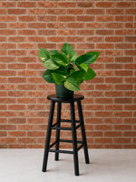 Jade Pothos (Epipremnum aureum) | 4" Pots to 10-Foot Vines front view from L&J Nursery.