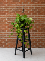 Jade Pothos (Epipremnum aureum) | 4" Pots to 10-Foot Vines plant detail from L&J Nursery.