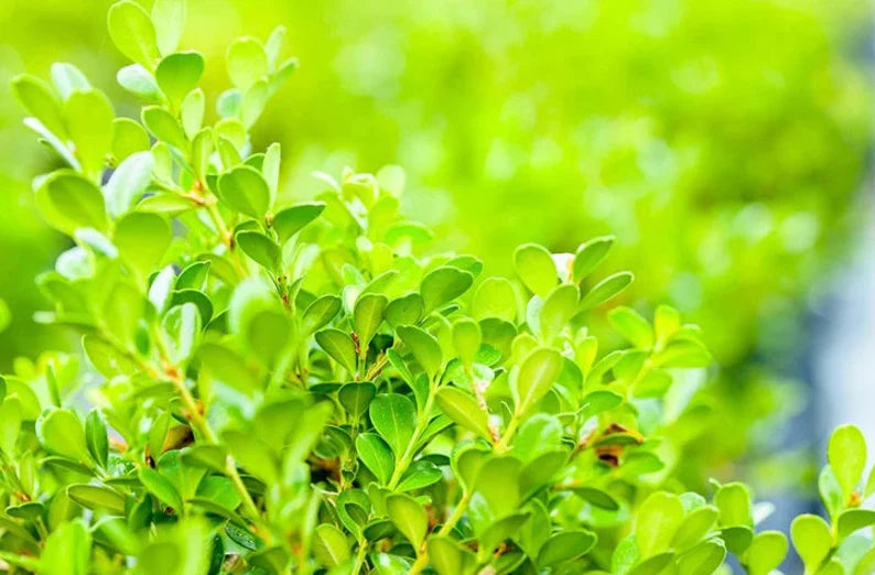 Japanese Boxwood Buxus microphylla japonica Evergreen Shrub Plant foliage detail from L&J Nursery.