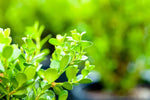 Japanese Boxwood Buxus microphylla japonica Evergreen Shrub Plant display view from L&J Nursery.