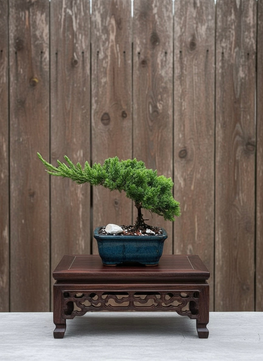 Live Florida-grown bonsai tree from L&J Nursery