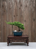 Juniper Mame Bonsai Tree (Juniperus procumbens 'Nana') in 5" Bonsai Pot from L&J Nursery.