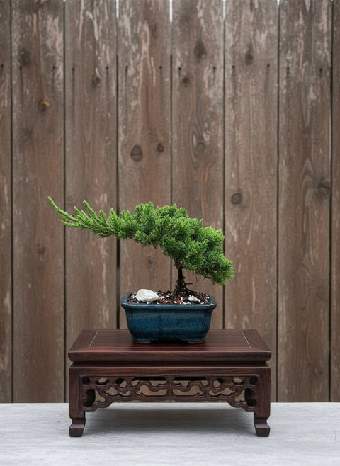 Juniper Mame Bonsai Tree (Juniperus procumbens 'Nana') in 5" Bonsai Pot from L&J Nursery.