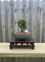 Juniper Procumbens Nana Bonsai Tree | 6 Inch Pot from L&J Nursery.