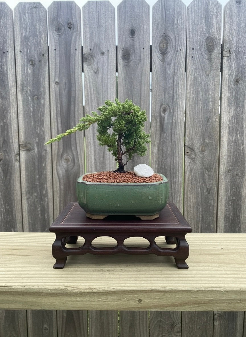 Juniper Procumbens Nana Bonsai Tree | 6 Inch Pot from L&J Nursery.