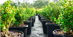 Row of potted plants on a pathway with greenery in the background.