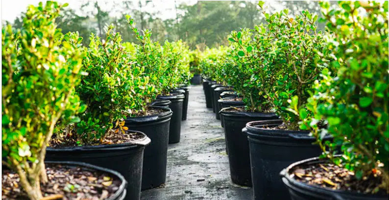 Row of potted plants on a pathway with greenery in the background.