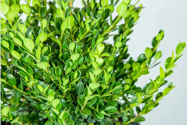 Close-up of a green bush with a plain background.