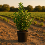 Ligustrum japonicum 'Texanum' Evergreen Shrub Plant Waxleaf Privet front view from L&J Nursery.