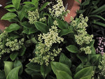 Ligustrum japonicum 'Texanum' Evergreen Shrub Plant Waxleaf Privet foliage detail from L&J Nursery.