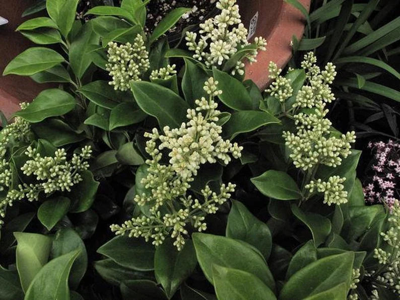 Ligustrum japonicum 'Texanum' Evergreen Shrub Plant Waxleaf Privet foliage detail from L&J Nursery.