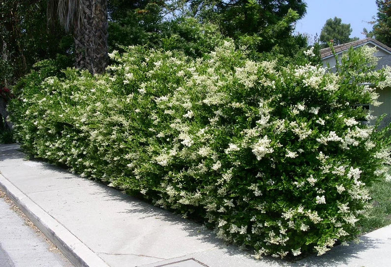 Ligustrum japonicum 'Texanum' Evergreen Shrub Plant Waxleaf Privet alternate view from L&J Nursery.