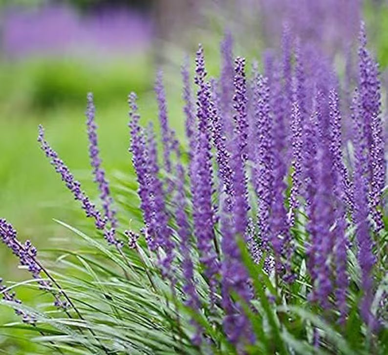 Liriope muscari clumping plant with grassy foliage and tall purple flower stalks.