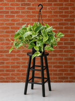 Marble Queen Pothos (Epipremnum aureum 'Marble Queen') | 4" Pots to 10-Foot Vines alternate view from L&J Nursery.