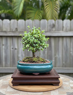 One-of-a-Kind Dwarf Jade Bonsai Tree (Portulacaria afra) | Age 9 | 10" Bonsai Pot from L&J Nursery.