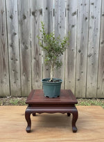 Pomegranate Pre-Bonsai Tree (Punica granatum) in 6" Pot from L&J Nursery.
