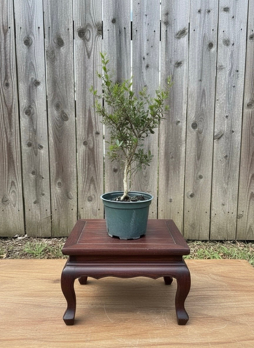 Pomegranate Pre-Bonsai Tree (Punica granatum) in 6" Pot from L&J Nursery.