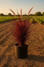Red Fountain Grass Pennisetum setaceum 'Rubrum' Vibrant Ornamental Grass front view from L&J Nursery.