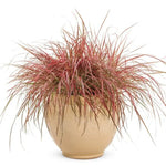 Red Fountain Grass Pennisetum setaceum 'Rubrum' Vibrant Ornamental Grass foliage detail from L&J Nursery.