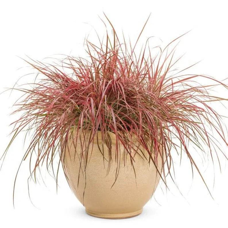 Red Fountain Grass Pennisetum setaceum 'Rubrum' Vibrant Ornamental Grass foliage detail from L&J Nursery.