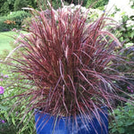 Red Fountain Grass Pennisetum setaceum 'Rubrum' Vibrant Ornamental Grass alternate view from L&J Nursery.