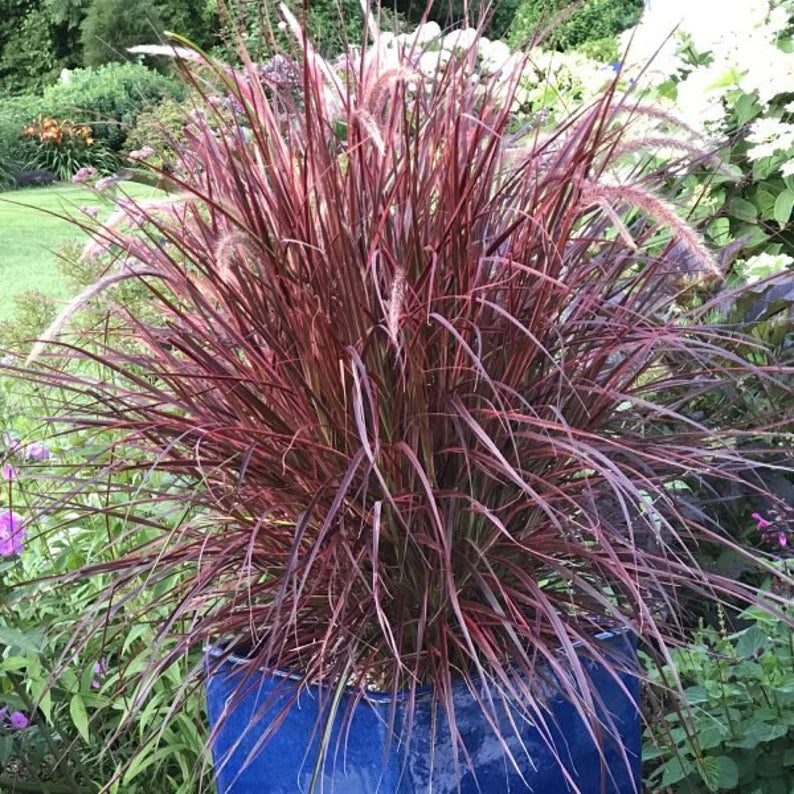 Red Fountain Grass Pennisetum setaceum 'Rubrum' Vibrant Ornamental Grass alternate view from L&J Nursery.