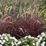 Red Fountain Grass Pennisetum setaceum 'Rubrum' Vibrant Ornamental Grass plant detail from L&J Nursery.