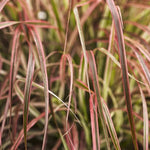 Red Fountain Grass Pennisetum setaceum 'Rubrum' Vibrant Ornamental Grass display view from L&J Nursery.