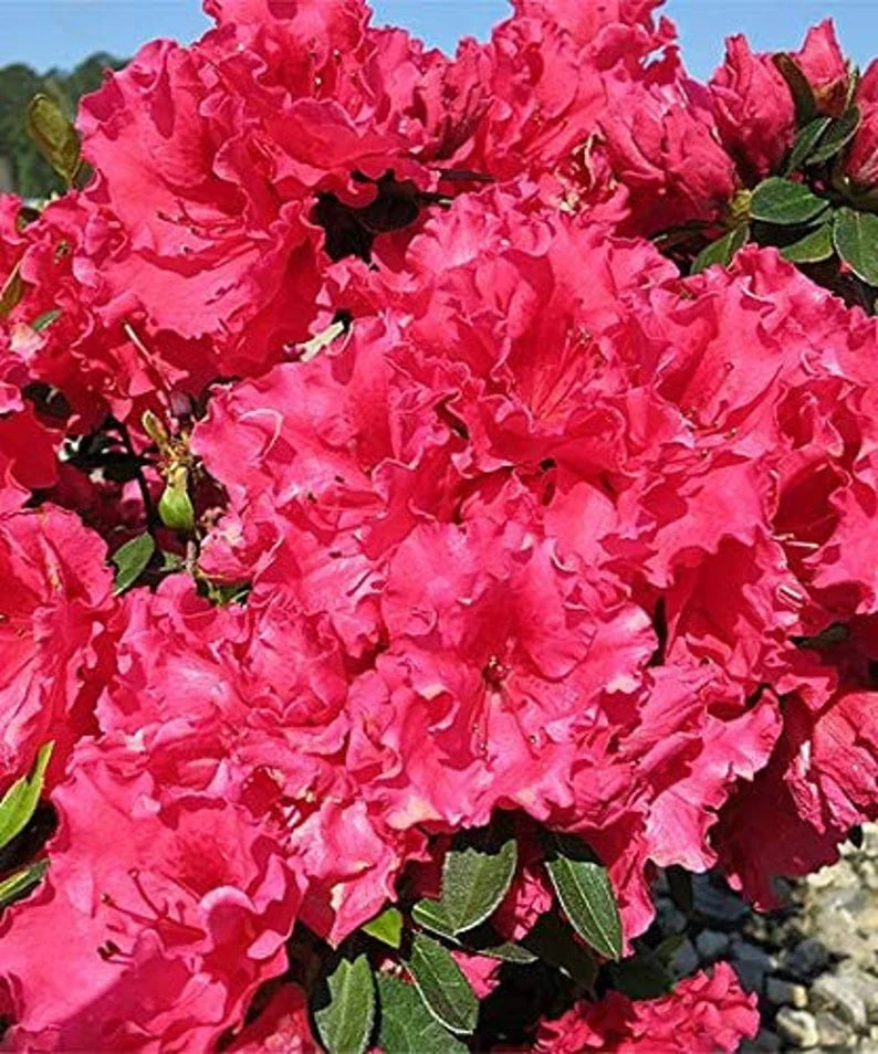 Evergreen Red Ruffle Azalea flowering shrub used in a garden border.