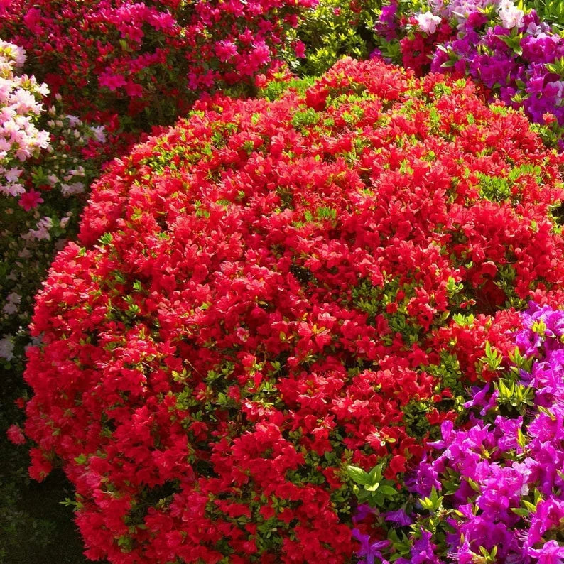 Rhododendron Red Ruffle Azalea with dense foliage and clusters of red blossoms.