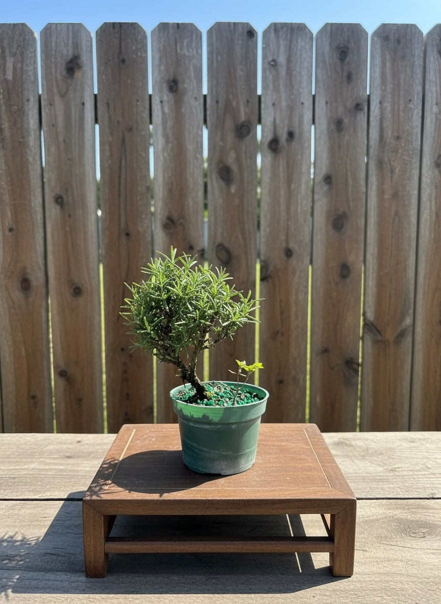 Rosemary Pre-Bonsai Tree (Salvia rosmarinus) in 4" Pot | Mame Bonsai Starter from L&J Nursery.