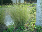 Tall grasses in a garden setting with a building in the background.