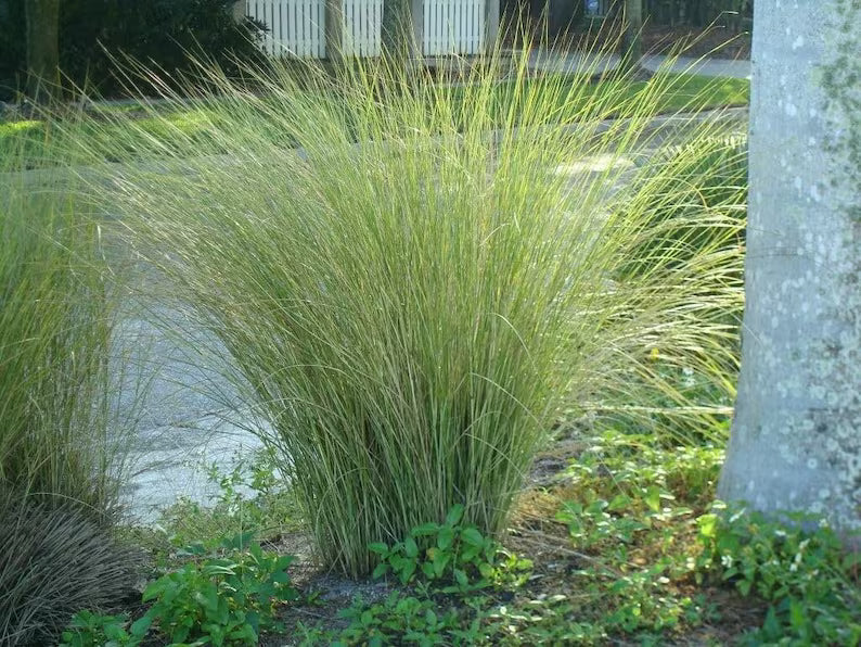 Tall grasses in a garden setting with a building in the background.